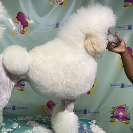 Bentley - Poodle