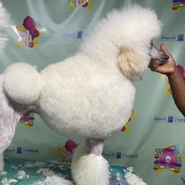 Bentley - Poodle