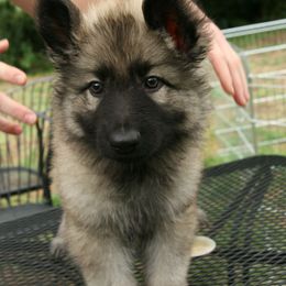 Shiloh Shepherd Puppies from Solace Shilohs