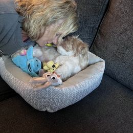 Shih Tzu Puppies from P&B Tzu Tribe