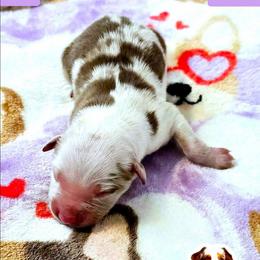 Bronte - Red merle male Miniature Australian Shepherd puppy in Punta Gorda, Florida from Christie's Creekside Aussies