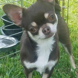 Chihuahua All Grown Up from Precious Paws Chihuahuas