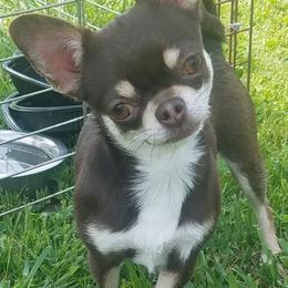 Chihuahua All Grown Up from Precious Paws Chihuahuas