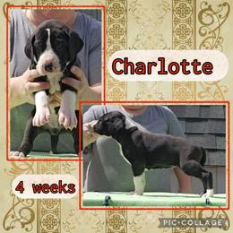 Princess Charlette - Mantle female Great Dane puppy in Brookings, South Dakota from Debonair Danes
