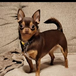 Bella - Chihuahua