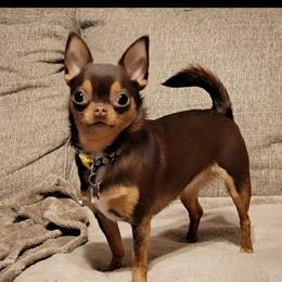 Bella - Chihuahua