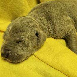 Gideon - Silver male Great Dane puppy in Towaco, New Jersey from MommaDukes Danes