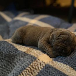Cane Corso Puppies from Killing Joke Cane Corsos