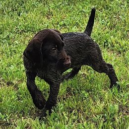 Girl 3 Light Purple - Liver and white female German Wirehaired Pointer puppy in Harrisville, Pennsylvania from Black Creek GWP