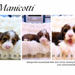 Manicotti - Sable male Aussiedoodle puppy in North Royalton, Ohio from Johnson's Doodles