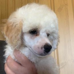 Gus - Parti male Poodle puppy in Haddam, Kansas from Golden B Acres