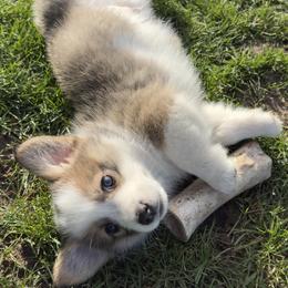 Miniature Australian Shepherd and Pembroke Welsh Corgi Puppies from Grit Phillips