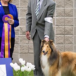 Collies from Good Dog