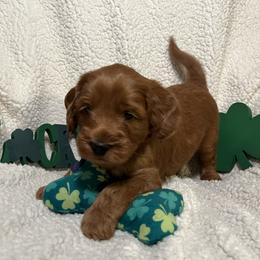 Australian Labradoodle Puppies from Happy-Go-Lucky Australian Labradoodles