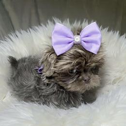 Girl 2 - female Shih Tzu puppy in Riverside, California from Be Dazzled Shihtzu