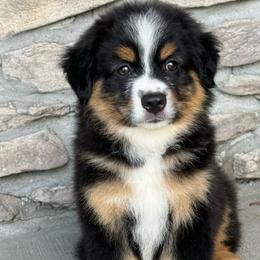 Wade - Black tri male Miniature Australian Shepherd puppy in Cunningham, Tennessee from Copper Creek Aussies