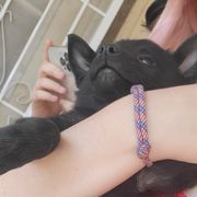 Reva - Schipperke