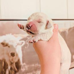 Sprinkle - Light golden female Golden Retriever puppy in Mason, Michigan from Sweet Breeze Acres