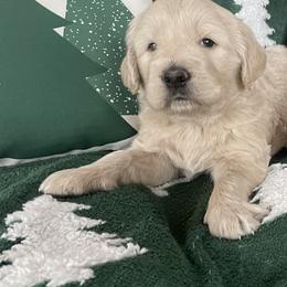 Sugar Cookie - Cream female Goldendoodle puppy in Fort Collins, Colorado from Quiet Waters Ranch Family Raised Goldendoodles