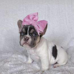 Dianna Ross - Tricolors female French Bulldog puppy in Sterling Heights, Michigan from Freshwater Frenchies