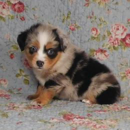Pecan - Blue merle male Toy Australian Shepherd puppy in Okeana, Ohio from Fetching Toy Aussies