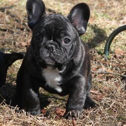French Bulldog Puppies from Yukon Golden Retrievers and French Bulldogs