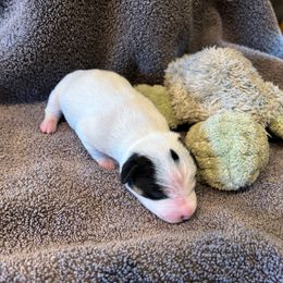 Boy 1 - White and black male Russell Terrier puppy in Jerome, Idaho from Jerome Russell Terriers