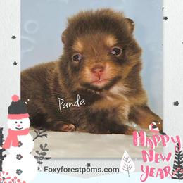 Panda - Chocolate female Pomeranian puppy in Eatonville, Washington from Foxy Forest Poms