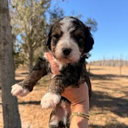 Appalachian - Sable male Bernedoodle puppy in Fort Meade, Florida from Baldwin Dood Ranch