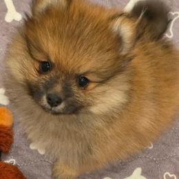 Aubrey Bliss - Red sable female Pomeranian puppy in El Centro, California from BabyBooPoms