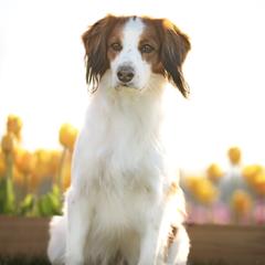 Nederlandse Kooikerhondjes from Andriea's Nederlandse Kooikerhondje
