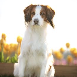 Nederlandse Kooikerhondjes from Andriea's Nederlandse Kooikerhondje