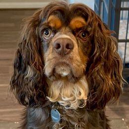 Moose - Cocker Spaniel