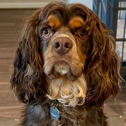 Moose - Cocker Spaniel