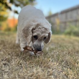Poodle Puppies from Tyler Family Poodles