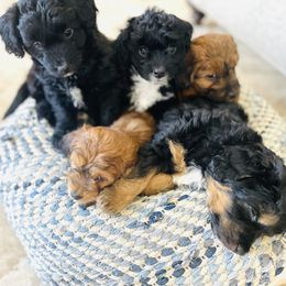 Bordoodle Puppies from Mountain Mini Bordoodles
