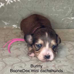 Bunny - Cream female Dachshund puppy in Lexington, Oklahoma from BooneDox Miniature Dachshunds