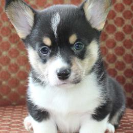 Pembroke Welsh Corgis from Corgis and Carriages