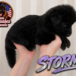 Stormi - Black female German Shepherd puppy in Quartz Hill, California from Von Gonzalez Kennel