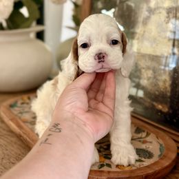 Girl 1 High quality and priced accordingly - Red and white female Cocker Spaniel puppy in Texas from Sisu Cockers