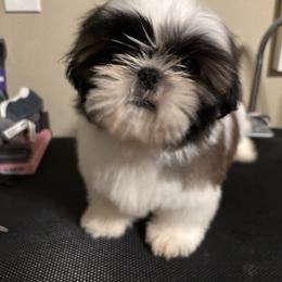 Pluto - Gold and white male Shih Tzu puppy in Tacoma, Washington from Alki Stars Shih Tzu