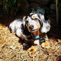 Dachshund Puppies from Strom Ranch