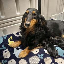 Green - Dapple male Dachshund puppy in North Port, Florida from Jessica Louise Dachshunds