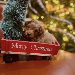 Forrest - Apricot male Goldendoodle puppy in Millville, California from Hope Lane Kennels