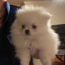Pomeranian Puppies from Tammy Schell