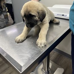 Anatolian Shepherd Dog Puppies from Smithville Hay Livestock Guardian Dogs