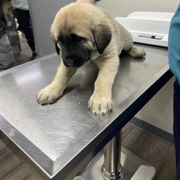 Anatolian Shepherd Dog Puppies from Smithville Hay Livestock Guardian Dogs