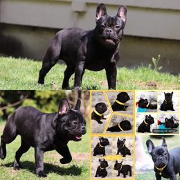 Boy 3 - French Bulldog puppy in Puyallup, Washington from Pacific Wonderland French Bulldogs