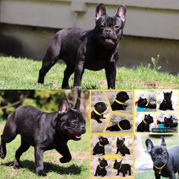 Boy 3 - French Bulldog puppy in Puyallup, Washington from Pacific Wonderland French Bulldogs