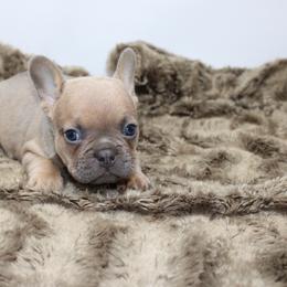 River - Blue fawn male French Bulldog puppy in Saucier, Mississippi from Mississippi Sound Frenchies
